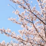 志木市のいろは親水公園の桜