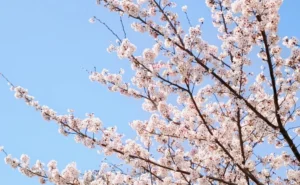 志木市のいろは親水公園の桜